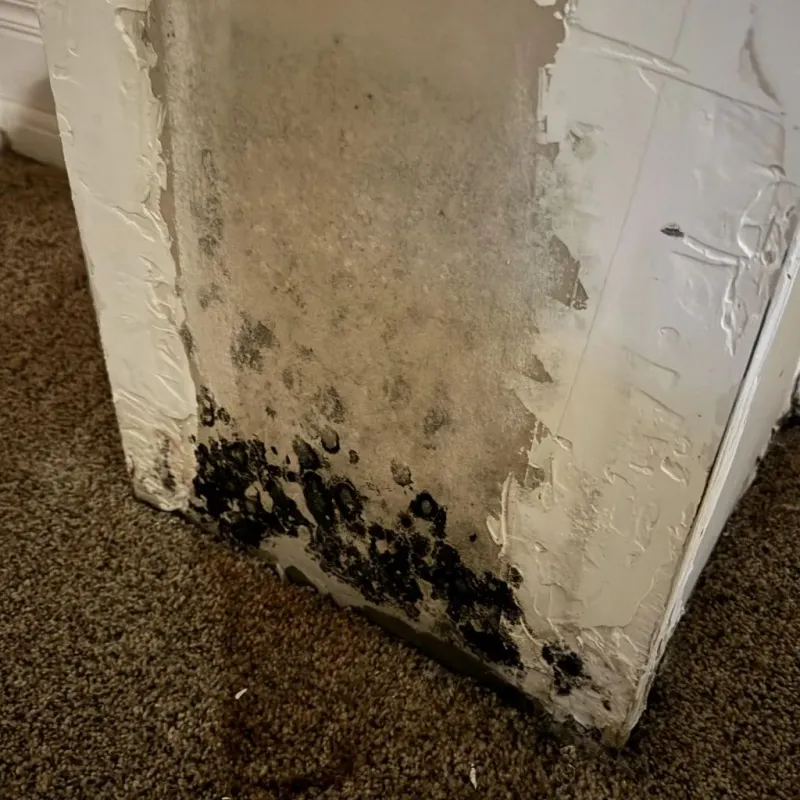 Professional Mold Removal in Rhinebeck, NY